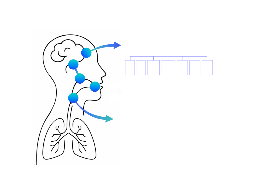 Cadena de producción de la voz